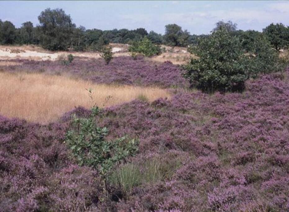 Vila Natuurhuisje Oisterwijk Exteriér fotografie